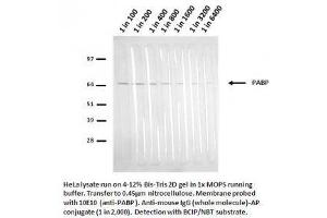 Image no. 2 for anti-Poly(A) Binding Protein, Cytoplasmic 1 (PABPC1) antibody (ABIN108539) (PABP antibody)