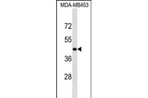 GRSF1 Antibody (Center) (ABIN1538284 and ABIN2849249) western blot analysis in MDA-M cell line lysates (35 μg/lane). (GRSF1 antibody  (AA 307-333))