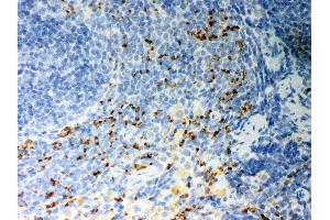 Anti- CD36 Picoband antibody, IHC(P) IHC(P): Rat Spleen Tissue (CD36 antibody  (N-Term))