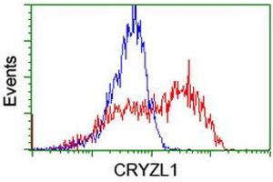 Image no. 1 for anti-Crystallin, Zeta, Homolog antibody (ABIN1497656) (CRYZL1 antibody)