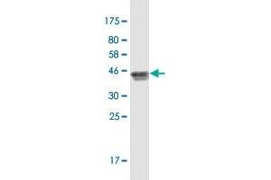 Western Blot detection against Immunogen (42. (RPL21P44 antibody  (AA 1-136))