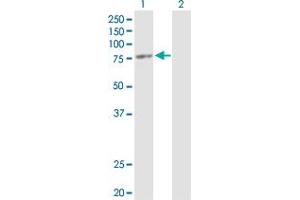 Western Blot analysis of ORC3L expression in transfected 293T cell line by ORC3L MaxPab polyclonal antibody. (ORC3 antibody  (AA 1-712))