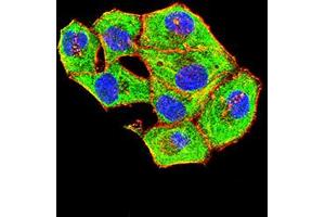 Immunofluorescence analysis of Hela cells using BAG1 mouse mAb (green). (BAG1 antibody  (AA 219-346))
