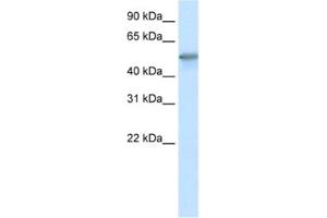 Western Blotting (WB) image for anti-Forkhead Box O3 (FOXO3) antibody (ABIN2461632) (FOXO3 antibody)