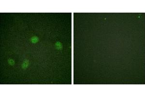 P-peptide - +Immunofluorescence analysis of HeLa cells, using Raf1 (Phospho-Ser621) antibody.