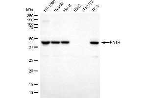 Western blotting analysis using FNTB antibody (ABIN7798573).