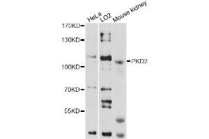Western blot analysis of extracts of various cell lines, using PKD2 antibody (ABIN1874147) at 1:1000 dilution. (PKD2 antibody)