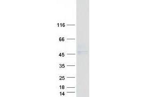 Validation with Western Blot (CD1a Protein (CD1a) (Myc-DYKDDDDK Tag))