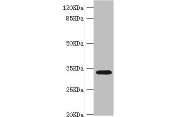 HMGCL antibody  (AA 1-325)