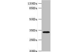 Western blot All lanes: HMGCL antibody at 0. (HMGCL antibody  (AA 1-325))
