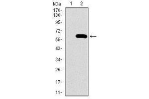 Image no. 1 for anti-Secreted phosphoprotein 1 (SPP1) antibody (ABIN1491004) (Osteopontin antibody)