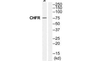 Western Blotting (WB) image for anti-Checkpoint with Forkhead and Ring Finger Domains (CHFR) (Internal Region) antibody (ABIN1852612) (CHFR antibody  (Internal Region))