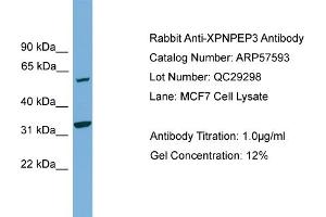 WB Suggested Anti-XPNPEP3  Antibody Titration: 0. (XPNPEP3 antibody  (N-Term))