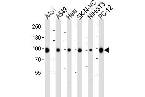 Western blot analysis of lysates from A431, A549, Hela, SK-N-MC, mouse NIH/3T3, rat PC-12 cell line (from left to right), using HSP90 Antibody (C-term) (ABIN6243457 and ABIN6577429). (HSP90 antibody  (C-Term))