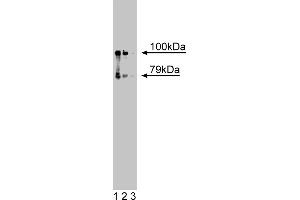 Western Blotting (WB) image for anti-Connector Enhancer of Kinase Suppressor of Ras 1 (CNKSR1) (AA 10-217) antibody (ABIN968649) (CNKSR1 antibody  (AA 10-217))