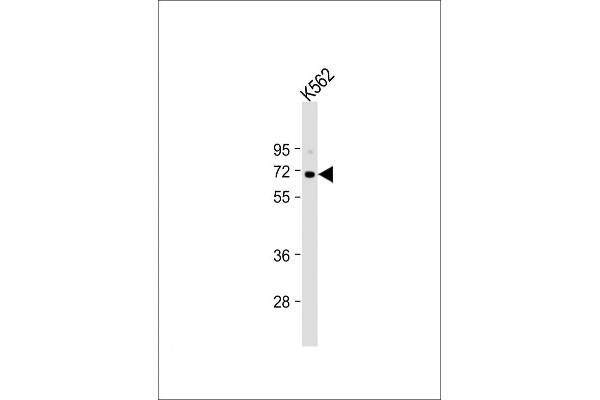 KLF11 antibody  (N-Term)