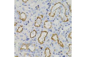 Immunohistochemistry of paraffin-embedded mouse kidney using STX1A antibody (ABIN6134937, ABIN6148660, ABIN6148662 and ABIN6223930) (40x lens). (STX1A antibody)
