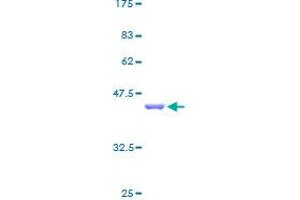 PHPT1 Protein (AA 1-125) (GST tag)