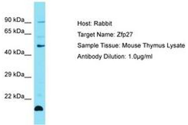 Zinc Finger Protein 27 (ZFP27) (AA 251-300) antibody