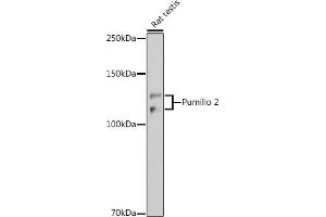 Western blot analysis of extracts of Rat testis, using Pumilio 2 antibody (ABIN7269747) at 1:1000 dilution. (PUM2 antibody)