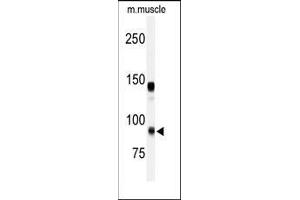 Western blot analysis of anti-ADAMTS5 Antibody (Center) in mouse muscle tissue lysates (35ug/lane). (ADAMTS5 antibody  (Middle Region))