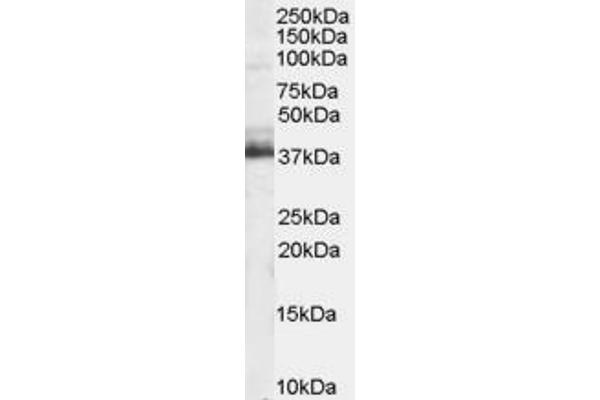 TRIM5 antibody  (N-Term)