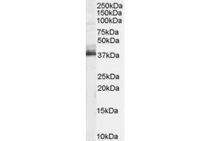 ABIN184983 staining (1 ug/ml) of Human Brain lysate (RIPA buffer, 35 ug total protein per lane). (TRIM5 antibody  (N-Term))