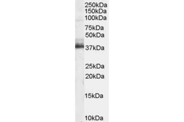TRIM5 Antikörper  (N-Term)