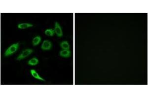 Immunofluorescence analysis of A549 cells, using TAS2R3 Antibody. (TAS2R3 antibody  (AA 140-189))