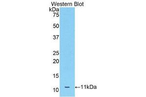 Western Blotting (WB) image for anti-Apolipoprotein C-III (APOC3) (AA 21-101) antibody (ABIN1175180)