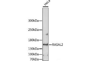 Western blot analysis of extracts of HeLa cells using RASAL2 Polyclonal Antibody at dilution of 1:1000. (RASAL2 antibody)
