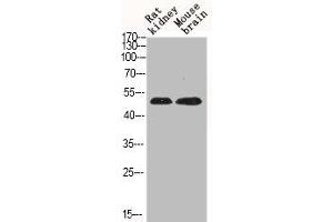 Western Blot analysis of RAT-KIDNEY mouse-brain cells using Phospho-JNK1/2/3 (T183) Polyclonal Antibody (MAPK8/MAPK9/MAPK1 (pThr183) antibody)