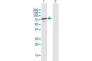 MPP7 antibody  (AA 1-576)