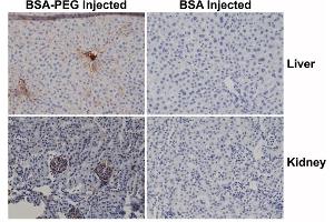 Immunohistochemistry of mouse liver and kidney using 0. (PEG antibody  (methoxylated) (Biotin))