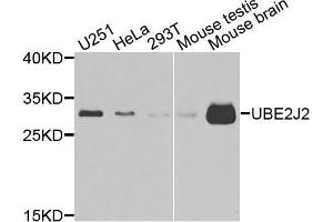 Western blot analysis of extracts of various cells, using UBE2J2 antibody. (UBE2J2 antibody)