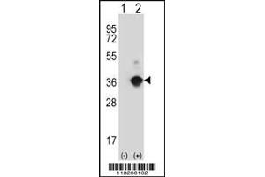 Western blot analysis of ANGPTL7 using rabbit polyclonal ANGPTL7 Antibody using 293 cell lysates (2 ug/lane) either nontransfected (Lane 1) or transiently transfected (Lane 2) with the ANGPTL7 gene. (ANGPTL7 antibody  (N-Term))