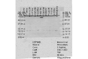 Western Blot analysis of Human Cell lysates showing detection of Hsp90 beta protein using Mouse Anti-Hsp90 beta Monoclonal Antibody, Clone K3701 .