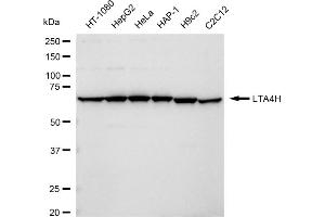 anti-Leukotriene A4 Hydrolase (LTA4H) antibody