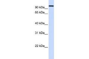 WB Suggested Anti-HSPA4 Antibody Titration: 0. (HSPA4 antibody  (Middle Region))
