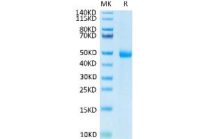 Human KIR3DL3 on Tris-Bis PAGE under reduced condition. (KIR3DL3 Protein (His-Avi Tag))