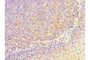 Immunohistochemistry of paraffin-embedded human tonsil tissue using ABIN7155707 at dilution of 1:100