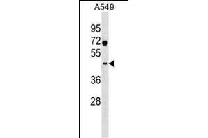 SURF6 Antibody (Center) (ABIN1537997 and ABIN2838125) western blot analysis in A549 cell line lysates (35 μg/lane). (SURF6 antibody  (AA 187-213))