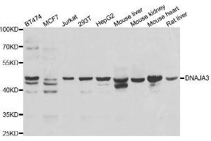 Western blot analysis of extracts of various cell lines, using DNAJA3 antibody. (DNAJA3 antibody  (AA 221-480))