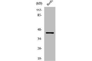 Western Blot analysis of HuvEc cells using RFPL4A Polyclonal Antibody (RFPL4A antibody  (Internal Region))