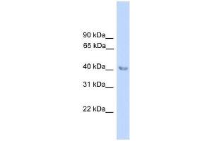 ALAD antibody used at 0. (ALAD antibody  (N-Term))