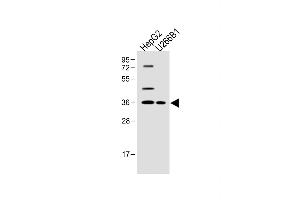 All lanes :FOLR4 Antibody (N-term) at 1:500 dilution Lane 1: HepG2 whole cell lysate Lane 2: U266B1 whole cell lysate Lysates/proteins at 20 μg per lane. (Folate Receptor 4 antibody  (N-Term))