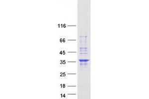 Validation with Western Blot (PNO1 Protein (Myc-DYKDDDDK Tag))