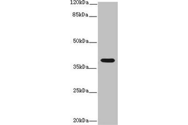 IL12B antibody  (AA 23-327)