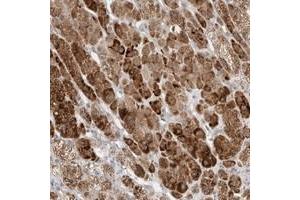Immunohistochemical staining of human adrenal gland with BICD2 polyclonal antibody  shows strong cytoplasmic positivity in cortical cells. (BICD2 antibody)