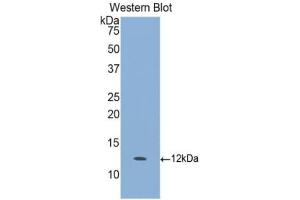 GCP2 antibody  (AA 40-114)